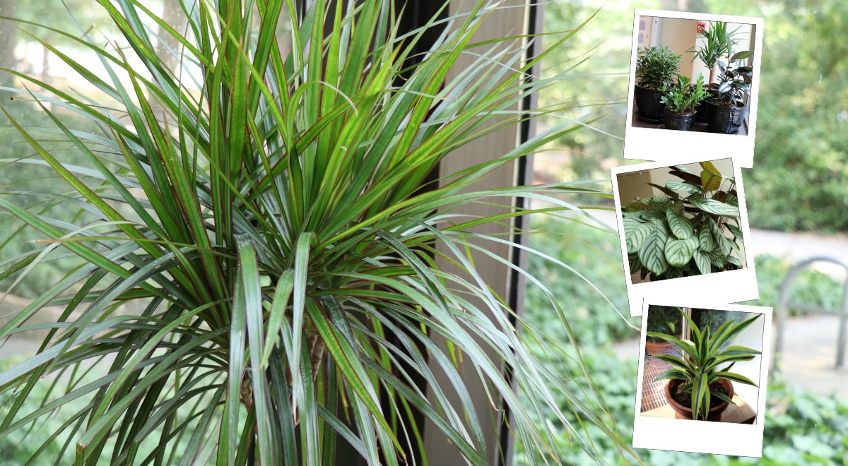 Supporting a healthier workplace through indoor plants